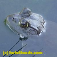 /home//u458753944/public_html/sourcegallery/////////////Frogs/More bullfrogs/P5240029.JPG